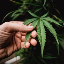 Simply SKN Hemp Lotion is powered by Hemp oil that has many benefits for the skin.